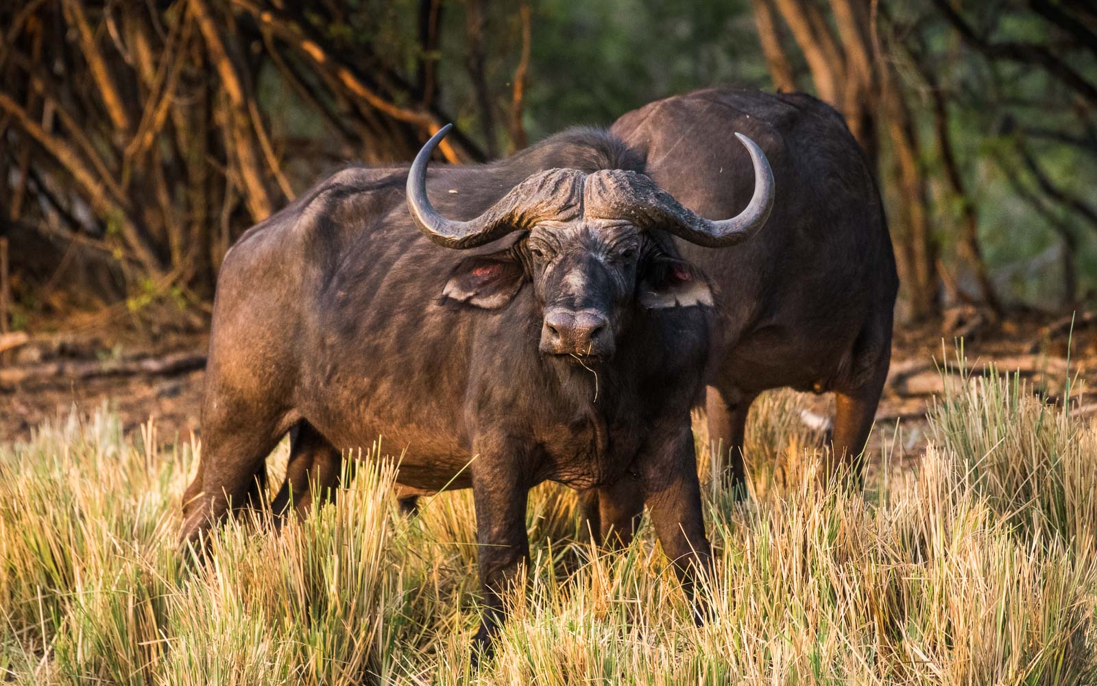 Der Afrikanische Büffel
