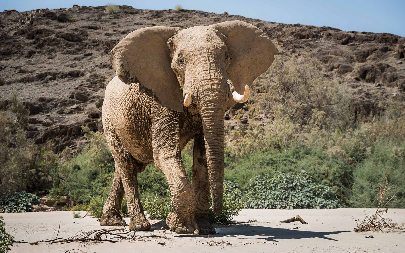 Der wahre König der Tiere im Kaokoland ist der Elefant