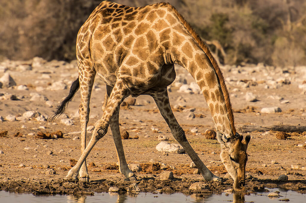 Eine typische Pose der Giraffe beim Trinken (gesehen im Etosha Nationalpark)